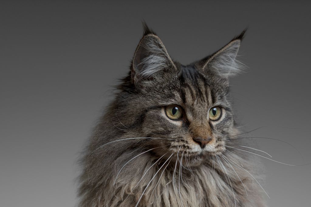 A grey cat stares to the side