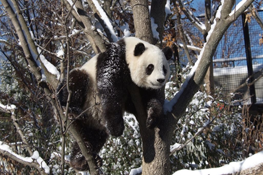 panda-2.jpg