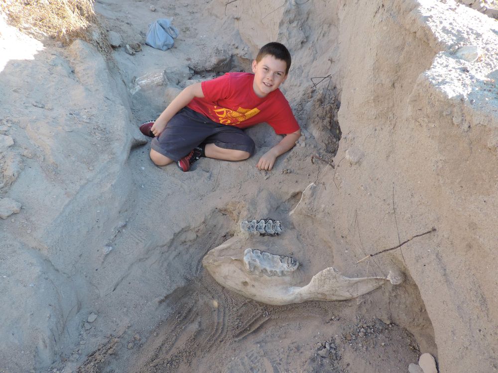 Nine-Year-Old Accidentally Discovers a Stegomastodon Fossil in New Mexico |  Smart News| Smithsonian Magazine