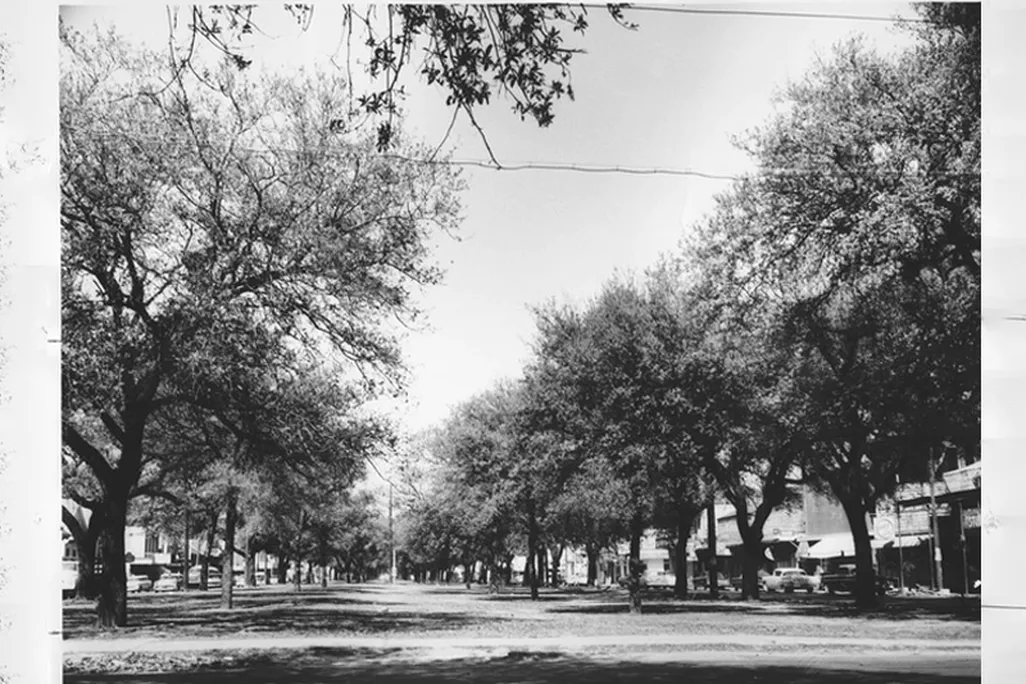 Claiborne oaks