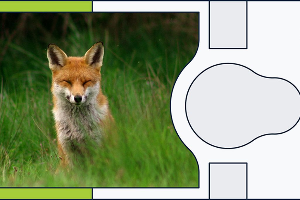 Red Fox