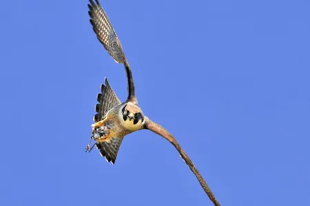 Peregrine falcons can reach speeds of up to 200 miles per hour when they drop from great heights to catch prey.