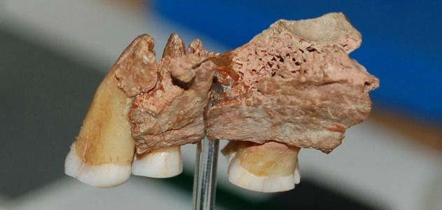 This jaw from Kent’s Cavern