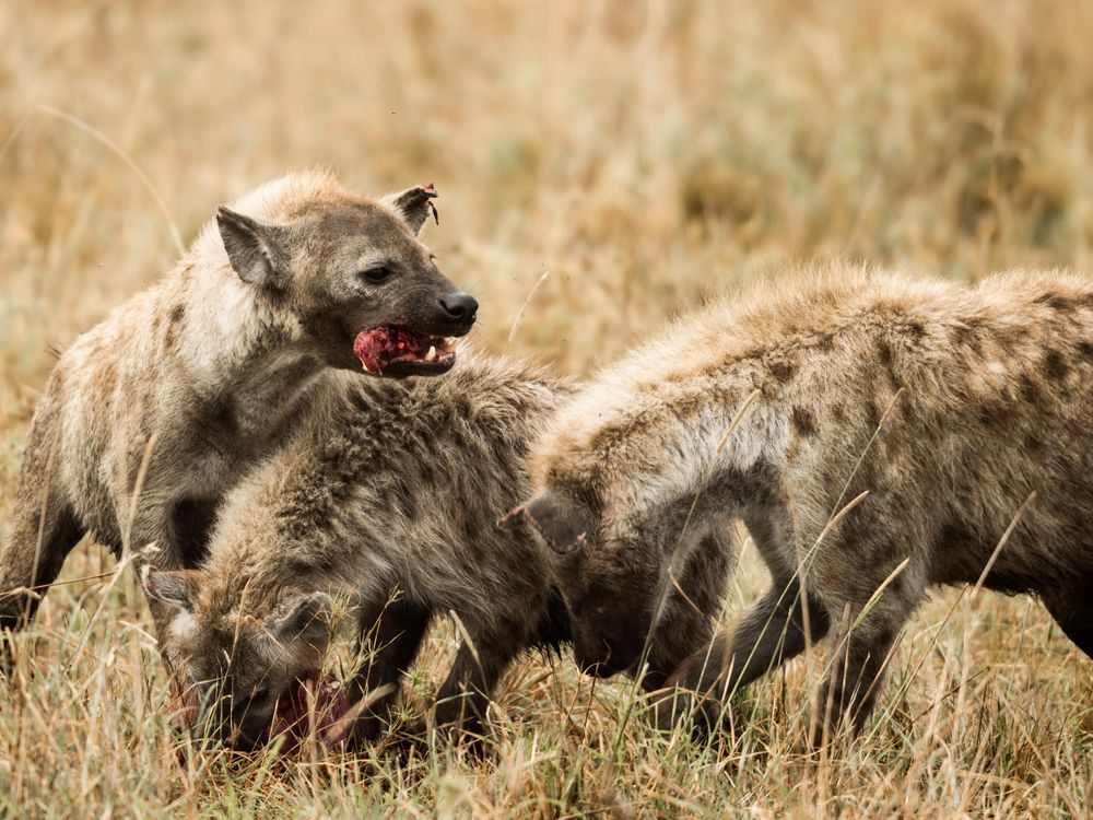 Hyenas eating