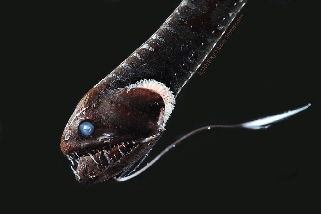 Idiacanthus