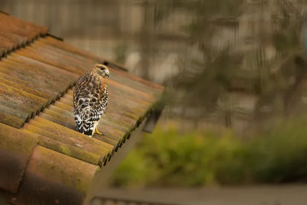 Urban Hawk thumbnail