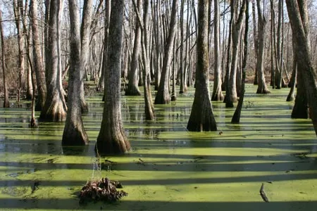 Cypress swamps along Natchez Trace