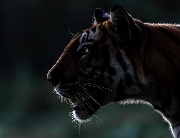 The beautiful cat, the biggest one of them all, the tiger, walks across the road in a dense jungle in southern India.