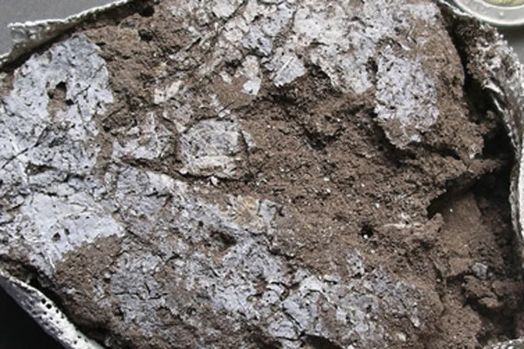 Fossil leaves from the 77,000-year-old mattress