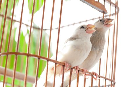 Java sparrows are both vocalists and percussionists. 