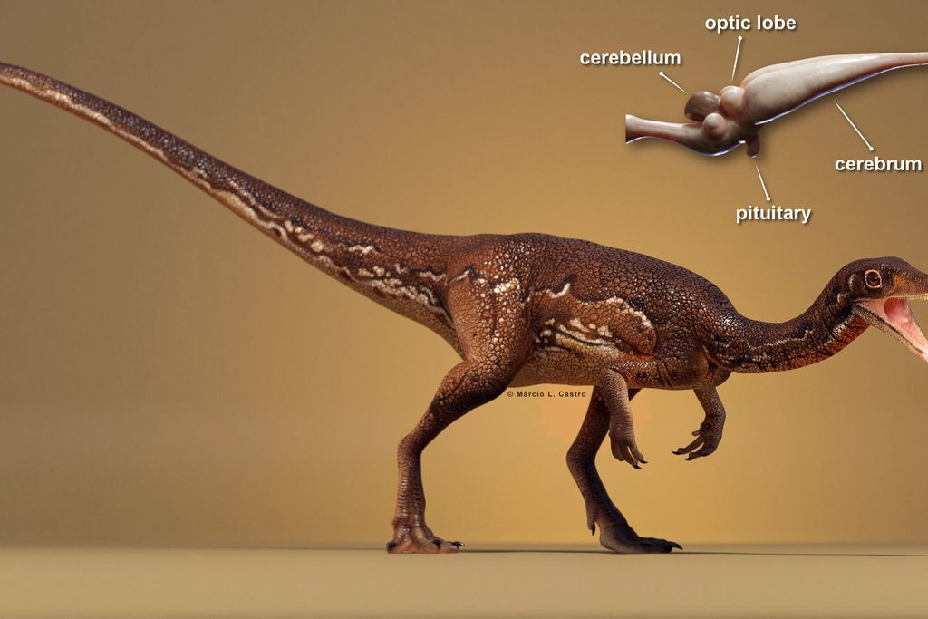 An artist's rendition of Buriolestes schultzi next to a labeled diagram of its brain, including its cerebellum, cerebrum and olfactory bulb