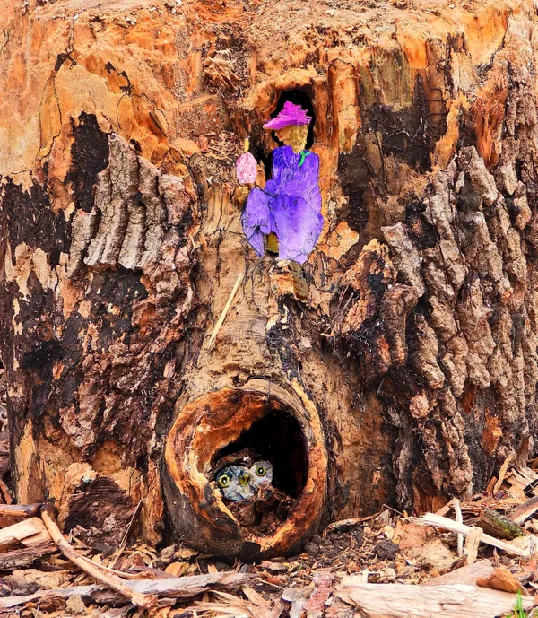 Hidden Art in a Stump thumbnail