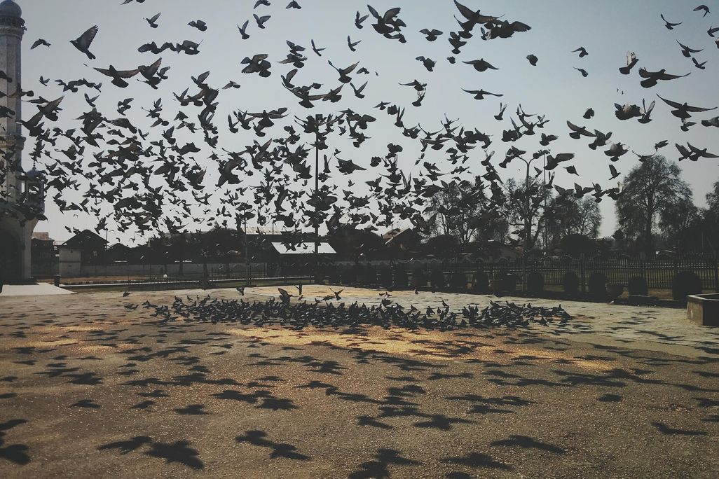 Flock of pigeons flying over pavement