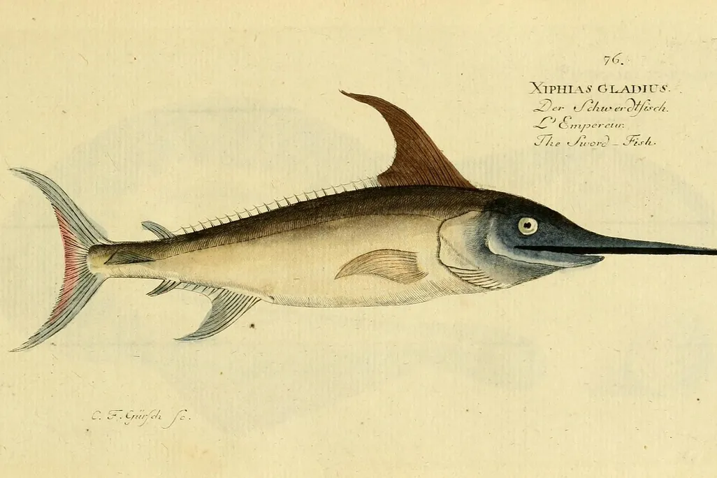 swordfish