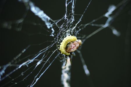 A wasp larva perches on its hapless spider host.