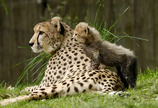 What Animal is the Best Mother? | Science| Smithsonian Magazine