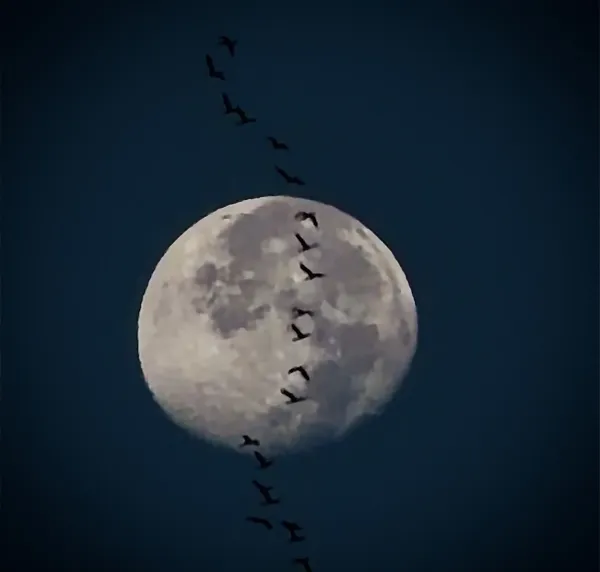 Fly me to the moon thumbnail