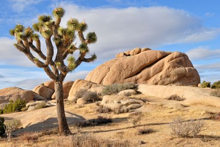 The Joshua tree is one of the Mojave Desert's most iconic inhabitants. But it's under threat—and the key to saving it may lie in better understanding its tiny winged partner.