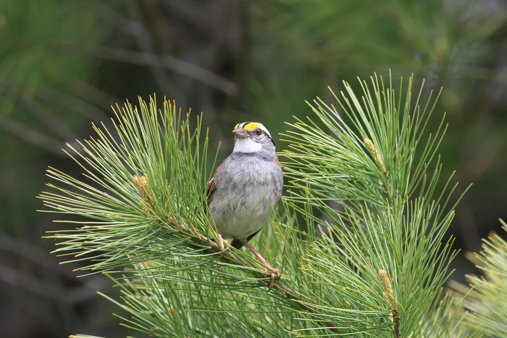White-Throated Sparrow