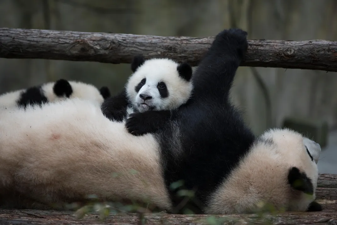 Panda and baby