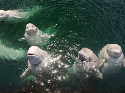 A flock of beluga whales in the Sea of Japan, off the coast of Russia.