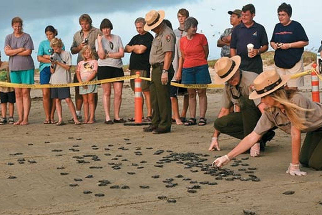 onlookers watch turtle hatchlings on the beach