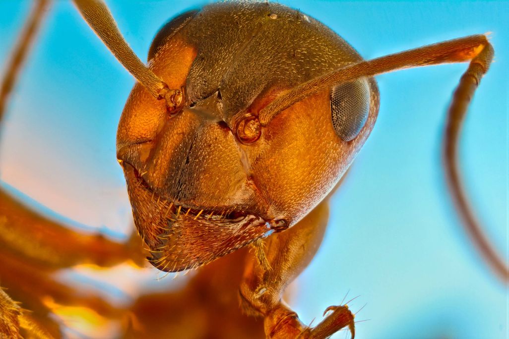 Red forest ant (Formica rufa)