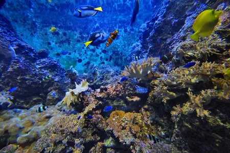 The so-called "Great Dying" depleted ocean oxygen levels, effectively suffocating nearly all of the planet's marine life