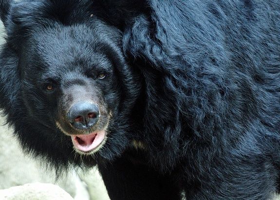 An Asiatic black bear, also known as a moon bear