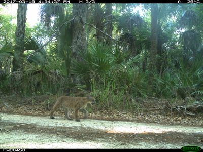 One of the panther kittens photographed with trail cameras north of Florida's Caloosahatchee River 