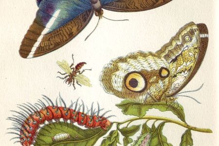 A plate from Metamorphosis insectorum Surinamensium
