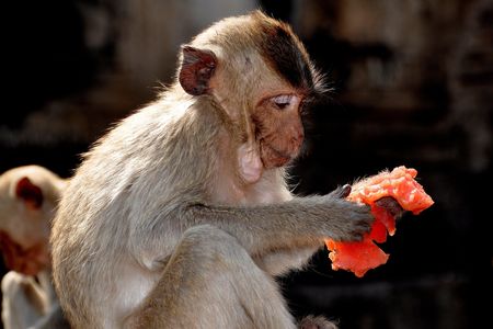 The challenges of finding fruit may have driven the evolution of bigger brains in our primate ancestors