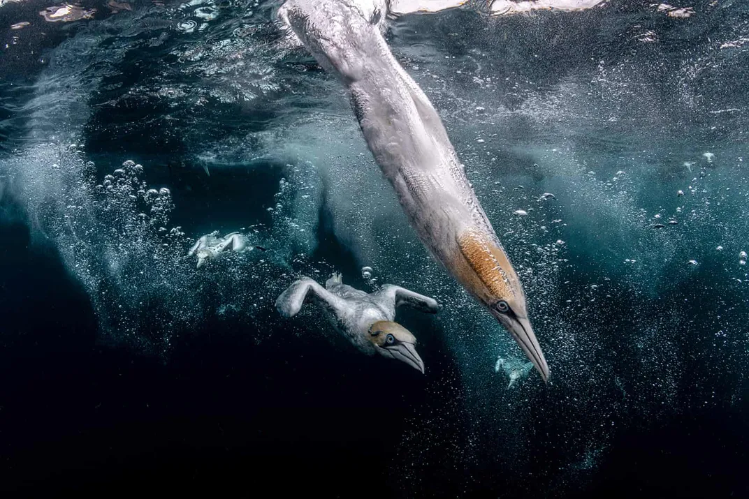 two white colored gannets (birds) dive into the ocean