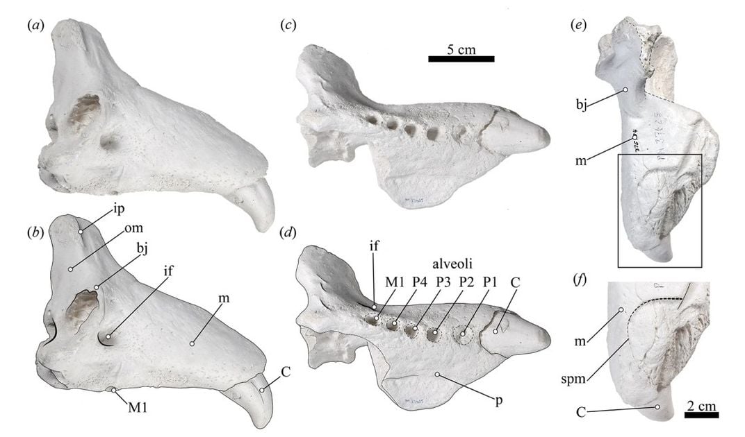 Diagram of a seal skull.