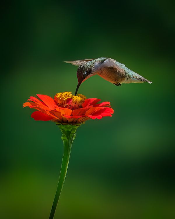 The Hummingbrid thumbnail
