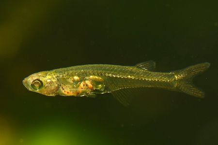Because the fish are translucent and they lack skulls, they&#39;re a favorite research subject of neuroscientists.