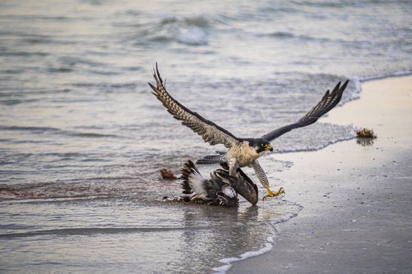 Hawk Landing it’s Kill thumbnail