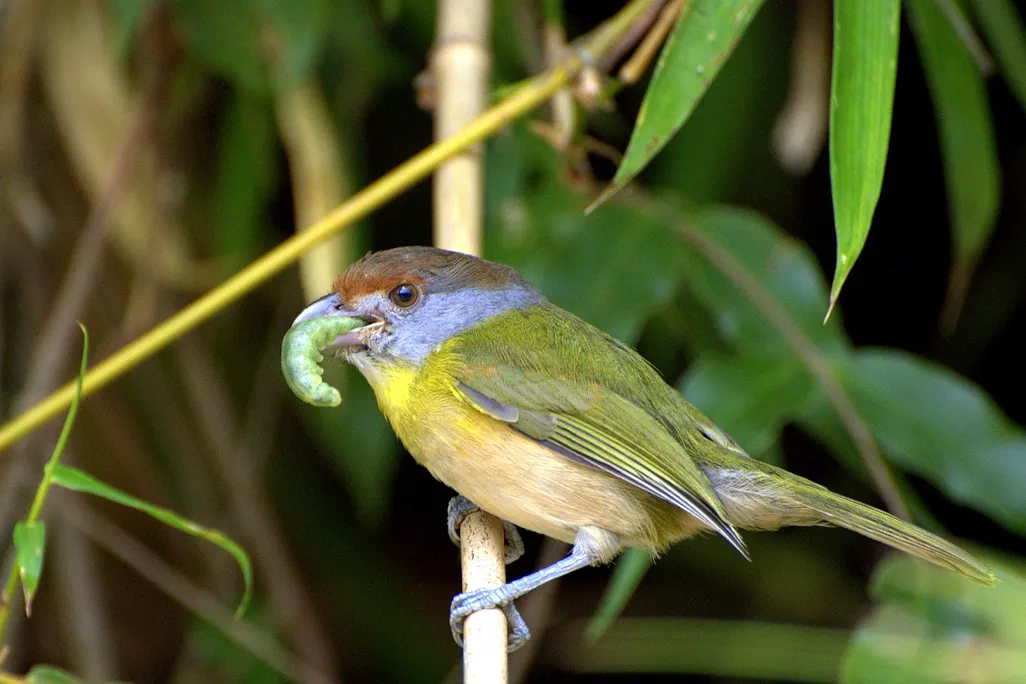 Bird With Caterpillar