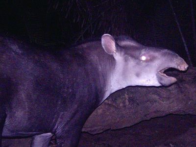 The new tapir, Tapirus kabomani.