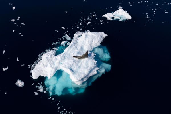 I shot this photo high up above the captains bridge on our ship the MS Expedition. It was taken on Antarctica's hottest day in recorded history. All around us we had rapidly melting glaciers, panting penguins and uncomfortable seals. I felt this photo showed the fragile relationship the wildlife of Antarctica has with its climate.
