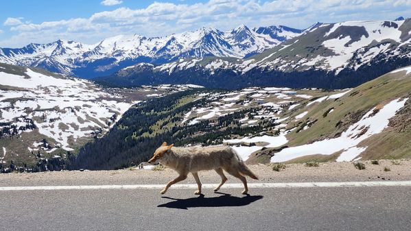 Coyote at Rocky Mountain National Park thumbnail