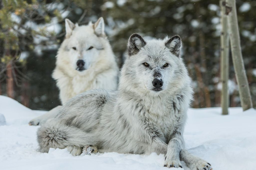 Two gray wolves sitting in the snow