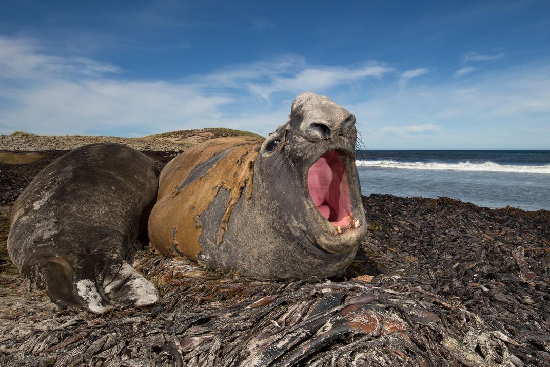 Northern Elephant Seal