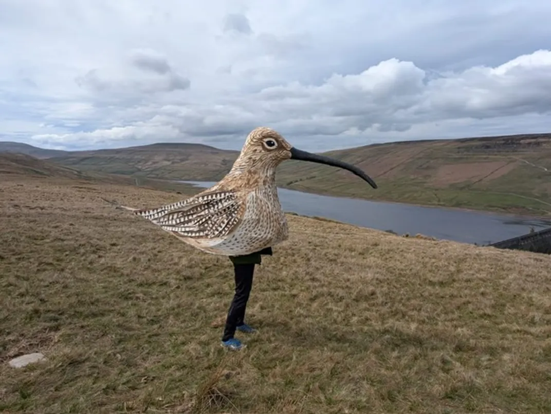 Large bird with human legs sticking out the bottom