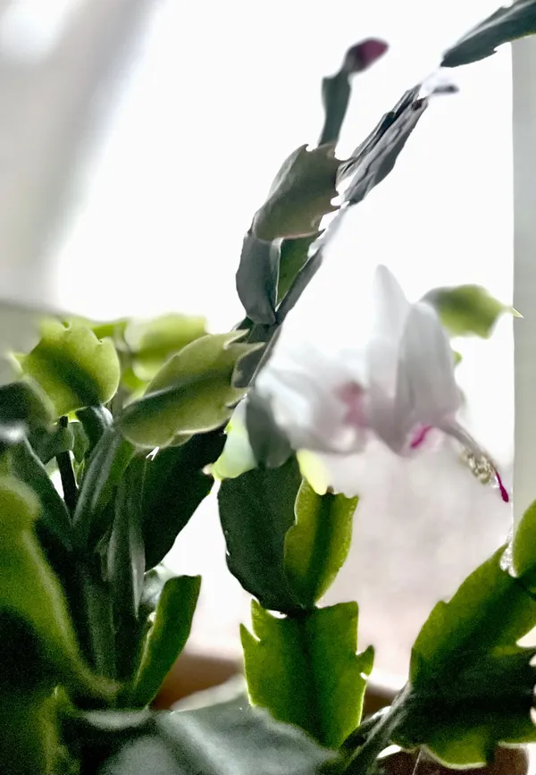 Christmas Cactus Flower Blooming in the Window thumbnail