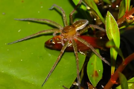 A fishing spider enjoying a tasty platyfish that it snatched from a garden pond in Australia. 