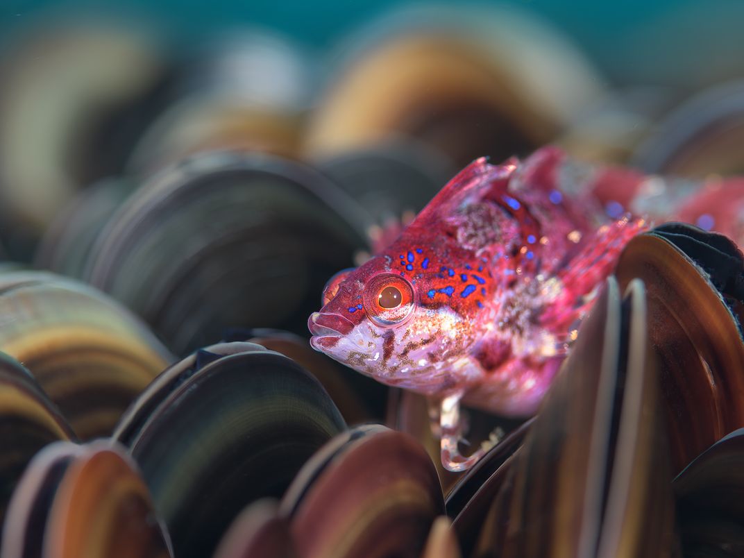 a pink fish peeks out from among shells