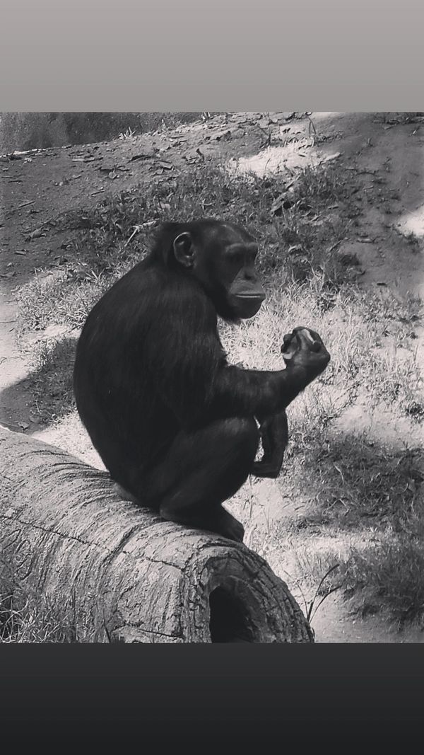 A Chimpanzee thinking about something thumbnail
