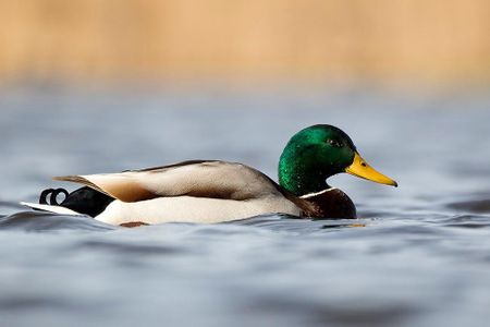 Ducks might be responsible for ferrying fish eggs to new bodies of water, according to new research.