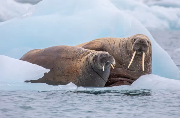 Walruses On An Ice Flow thumbnail